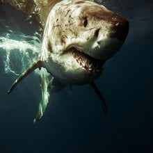 Load image into Gallery viewer, 132220
